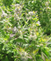 Preview: Pyracanthemum pilosum 3